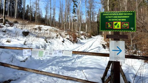 Uzavřená stezka v Boubínském pralese na Šumavě
