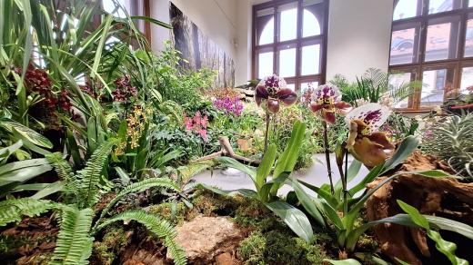 Výstava orchidejí a dalších tropických rostlin v Jihočeském muzeu v Českých Budějovicích