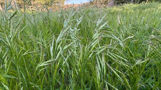 Tráva sveřep (Bromus)