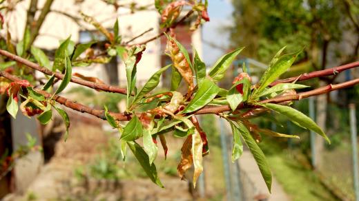 I přes ošetření může být napadení velmi silné (REDHAVEN, 2x ošetřeno, v listopadu a v únoru, v době květu lísek)