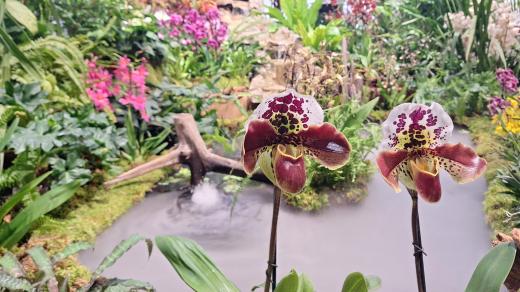 Výstava orchidejí a dalších tropických rostlin v Jihočeském muzeu v Českých Budějovicích
