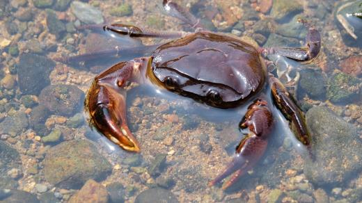 Krab říční