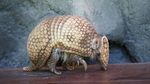 Pásovec kulovitý (Tolypeutes matacus)