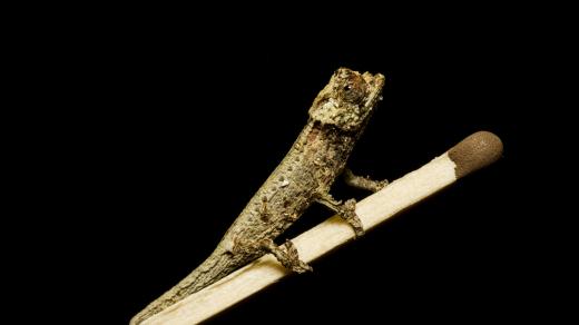 Brokesie růžkatá patří mezi nejmenší druhy chameleonů na světě
