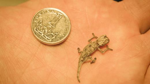 Brokesie růžkatá patří mezi nejmenší druhy chameleonů na světě