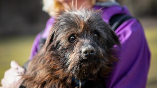 Myška z útulku v Polné