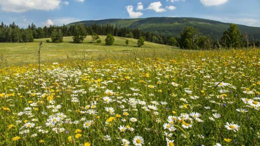 Divoká příroda je oslavou přírodního bohatství Krkonoš - druhově bohatá louka nad Bolkovem