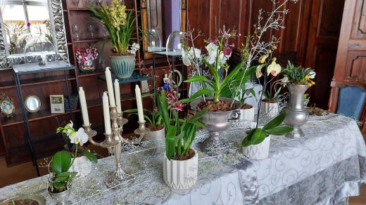Asi nejznámějším druhem je phalaenopsis, česky můrovník