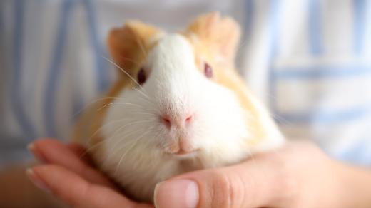 Máte rádi morčátka?