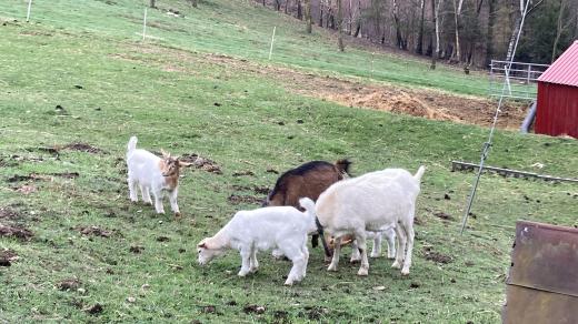 Chovatelé prosí turisty, aby se od mláďat drželi dál a nekrmili je