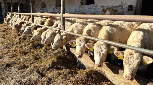 Krávy plemene Charolais z farmy Zephyr