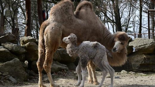 Jedno ze dvou nově narozených velbloudích samiček v Zoo Olomouc