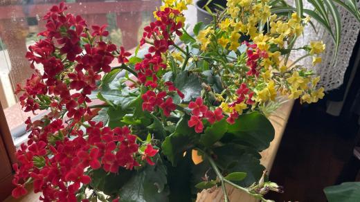 Kolopejka neboli kalanchoe