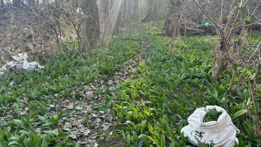 Medvědí česnek v lese u Nivnice