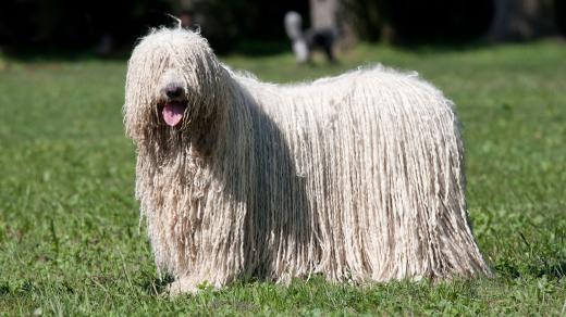 Rasa komondor se vyznačuje provázkovitou srstí