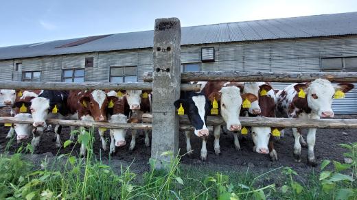 Krávy, ilustrační foto