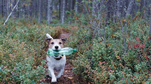 Plasty do lesa nepatří! To vědí i pejsci