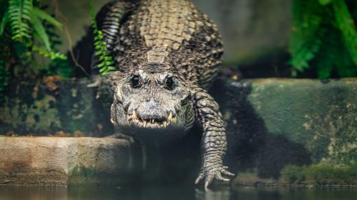 Královédvorští krokodýli se mají dobře, najdete je v pavilonu Vodní světy