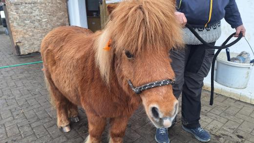 Poník Terezka jde za pacienty Psychiatrické nemocnice Kosmonosy