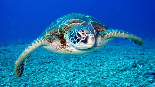 Kareta obecná (Caretta caretta)