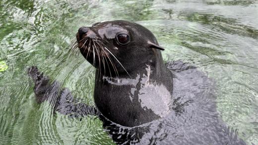 Lachtan v pražské zoo