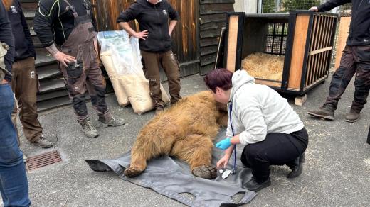 Příprava medvědů plavých ze Zoo Hluboká na transport