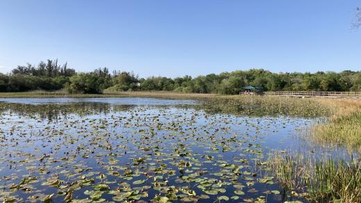 Řetězec národních parků, kterému se souhrnně říká Everglades na Floridě, je v subtropickém pásmu
