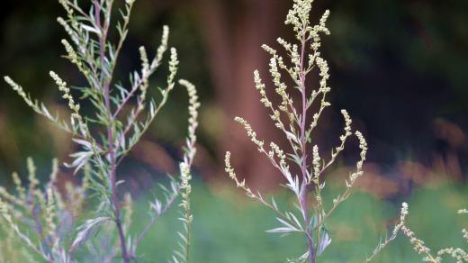 Lebeda je prý v salátech nebo upravená jako špenát velmi chutná