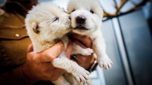 Fotografie dvou vlčat, která byla geneticky modifikovaná tak, aby nesla znaky shodné s pravlkem obrovským