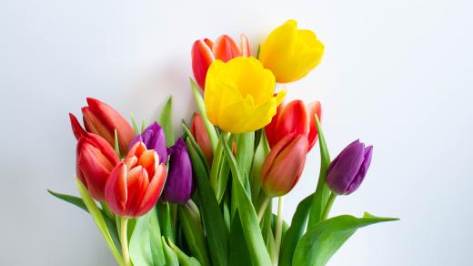 Tulipány