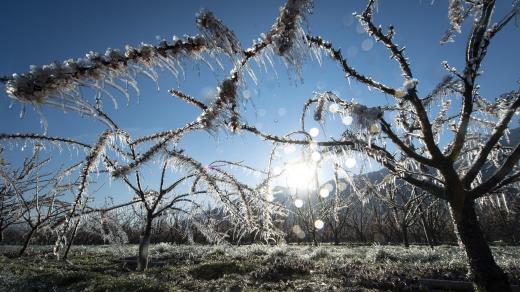 Sadaři chrání kvetoucí meruňkový sad před mrazem tím, že stromy postříkají vodou