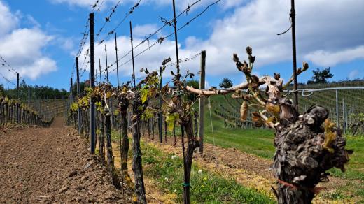 Vinohrady v Polešovicích, mráz duben 2024