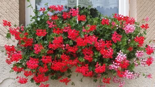 Letos snad muškáty brzy nezmrznou