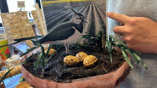 Vejce čejky chochotalé ve vlašimské Parazoo