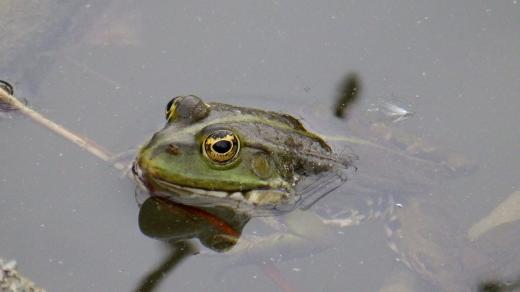 Hlasy skokanů jsou na Třemešských rybnících všudypřítomné
