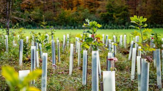 Mladé duby v lesní školce