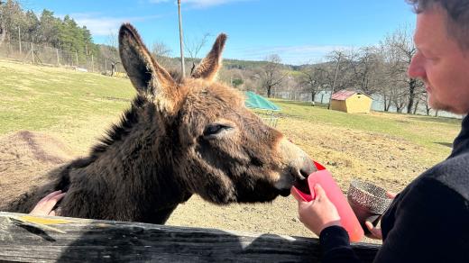 Statek Na Mlýně v Šanově na Zlínsku, kde spojují nabídku občerstvení s prohlídkou a krmením domácích zvířat