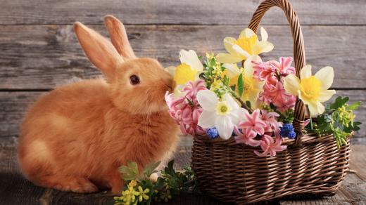 Velikonoční zajíček