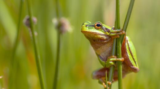 Kuňkání, kvákání a tradiční jazz. Jaká hudba zní, když na filmové plátno doskáčou žáby?