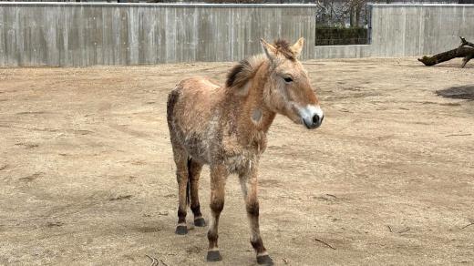 Zoo Hluboká zakládá stádo koně Převalského. Jako první je v novém výběhu klisna Puk, která na jih Čech přicestovala z Dánska
