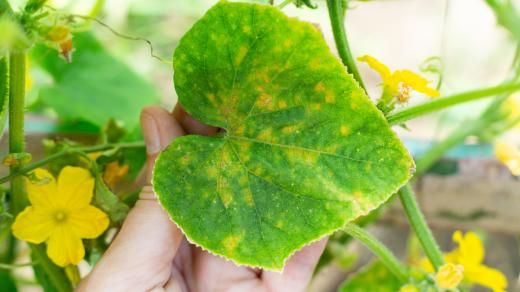 Virus mozaiky okurek (CMV, Cucumber mosaic virus)