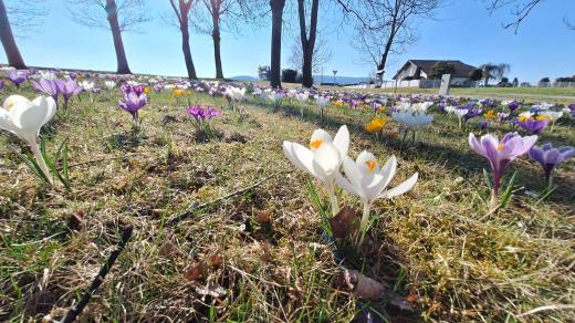 Rozkvetlé krokusy ve Vacově na Prachaticku