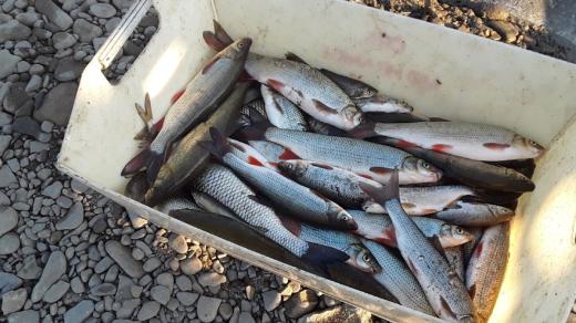 Uhynulé ryby z Bečvy