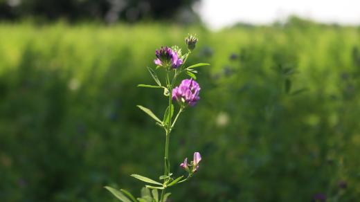 Vojtěška (Medicago sativa)