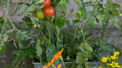 Na balkóně úspěšeně vypěstujete také zeleninu