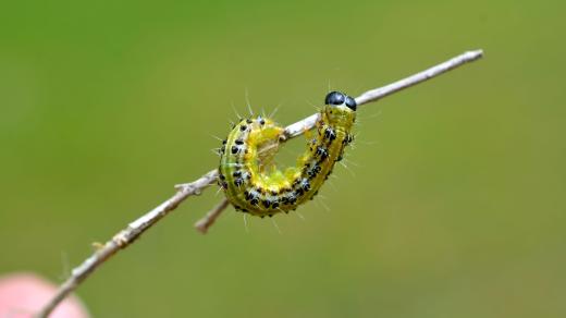 Housenka zavíječe zimostrázového