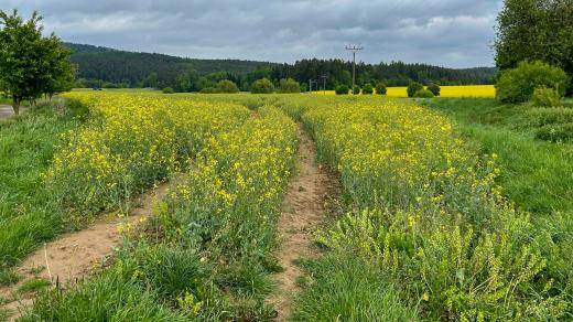 Letošní úroda řepky olejky může oproti předchozím rokům spadnout na polovinu