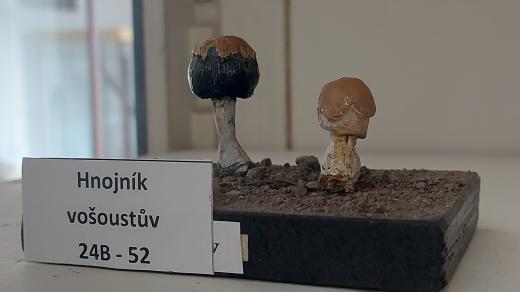 Model exempláře hnojníku v mykologické sbírce Orlického muzea v Chocni