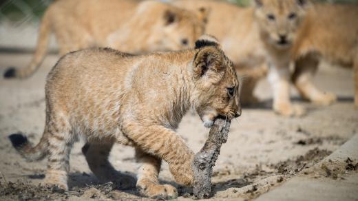 Safari Park Dvůr Králové chová deset lvů berberských