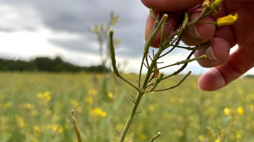 Zničená řepka olejná